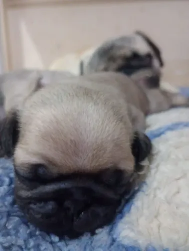 Vendo filhotes de PUG