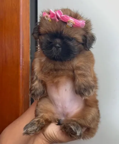 Shihtzu