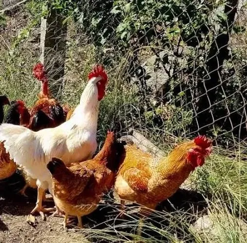 Galinha Caipira