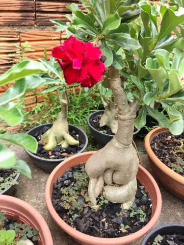 Rosas do Deserto