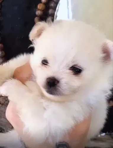 Macho  de Lulu da Pomerânia Disponível 