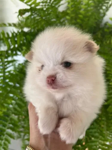 FILHOTES DE SPITZ ALEMÃO