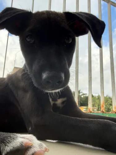 Cachorro para adoção responsável 
