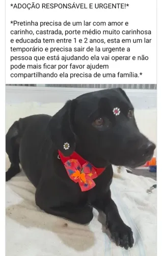 Cachorrinha pra adoção responsável 