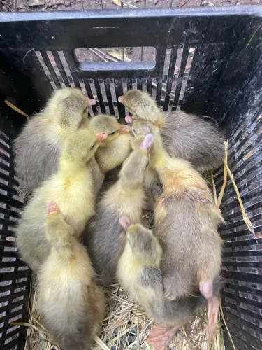 VENDO LINDOS FILHOTES DE GANSOS