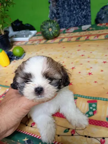 Filhote shih tzu, Pequenos anjos de quatro patas em busca de um lar cheio de carinho!