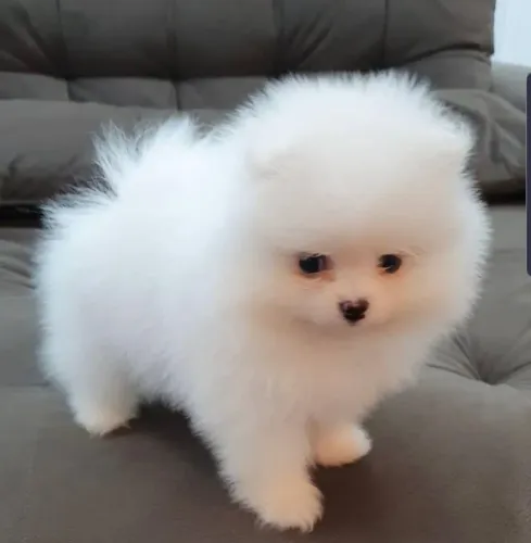 Lindos spitz alemão macho e fêmea