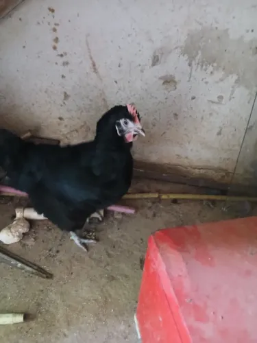 Galinha caipira poedeira 