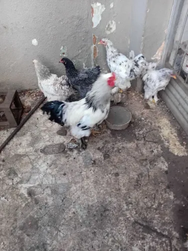 Vendo galinhas da raça Brahma