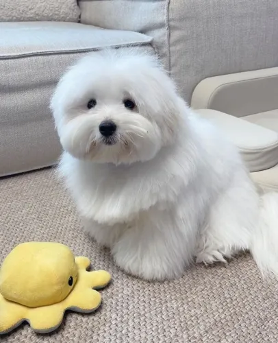 Coton de Tulear