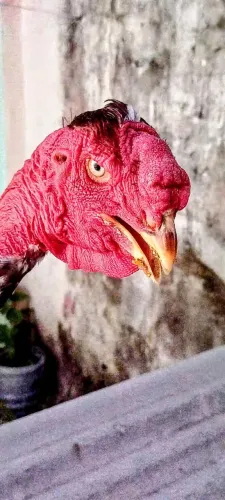 Polaco gigante 