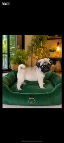 Disponível filhote de Pug Macho.