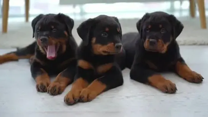 Rotweiller americano fêmeas