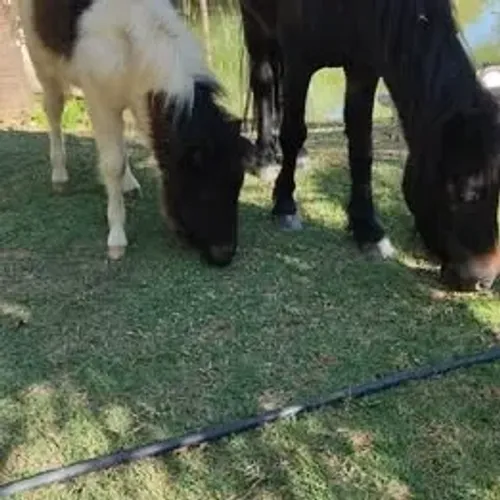 Vendo 2 mini Pôneis (mãe e filho) Mãe: Paloma (4 anos) Primeira cria Filho: Romeu (7 meses
