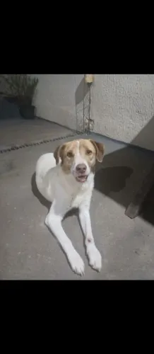 Cachorro para adoção 