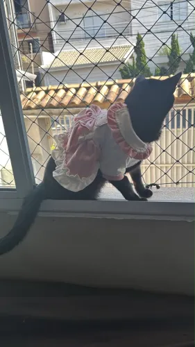 Fofuras da Rebeca