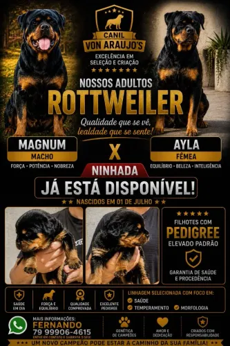 Filhotes de Rottweiler com Pedigree 