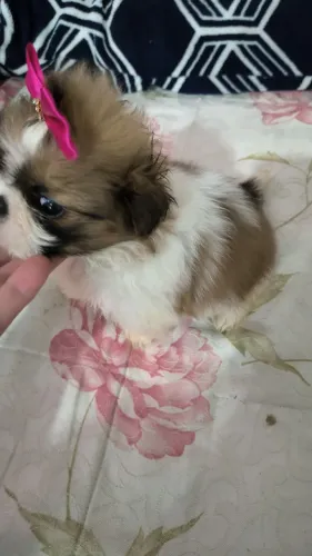 Feminha micro de shihtzu