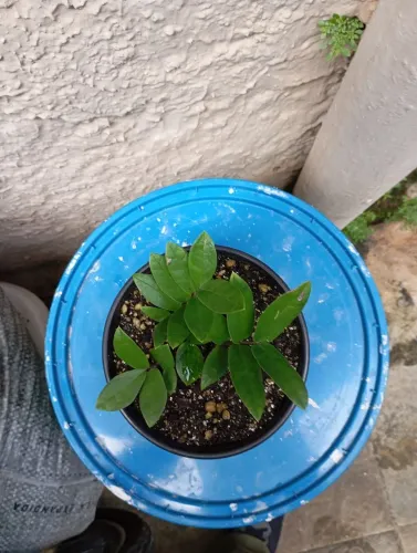 Muda de zamiocuca