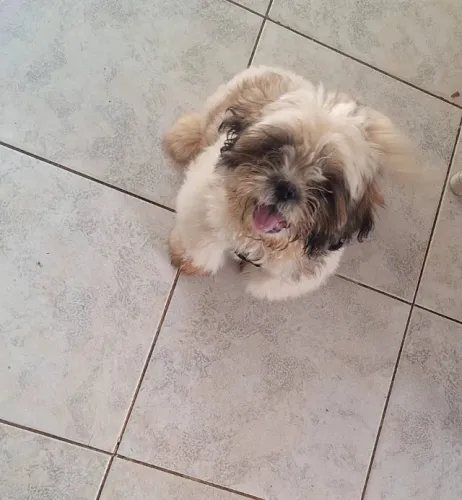 Doação filhote shih tzu
