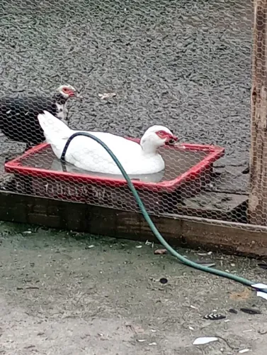 Patos para venda