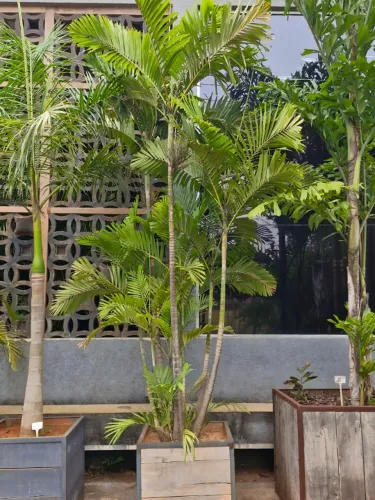 Palmeira Macarthuri - 2 à 3m