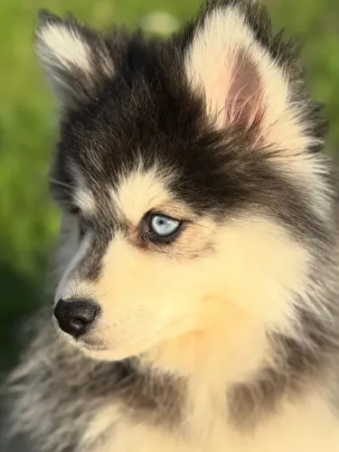 Husky siberiano lindos e saudaveis 