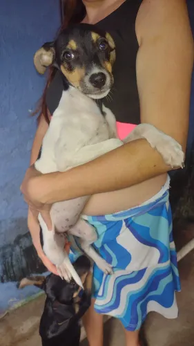 Doação de cadelinha linda bem esperta cão de guarda .