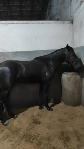 Potro Mangalarga Machador