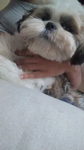 Filhote shitzu 5 meses já com todas vacinas tomadas