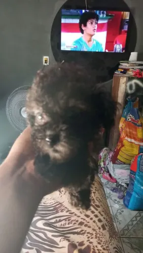 Filhote de poodle 