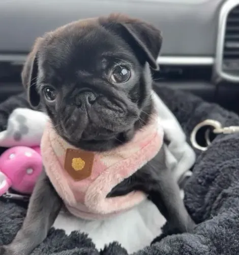 Filhote pug, Seus dias ficarão mais alegres com um filhote ao seu lado!