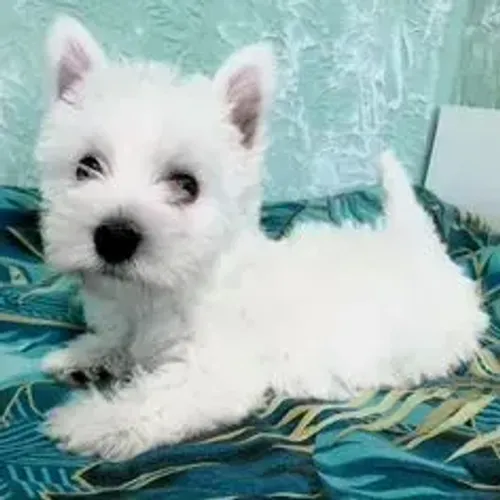 West Terrier Branco Muito Delicado Disponível