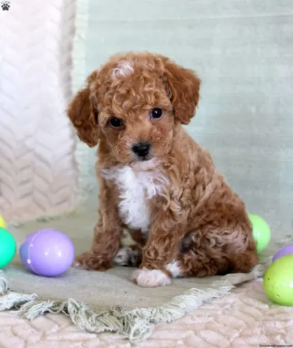 Poodle - Disponível Hoje - Última Chance