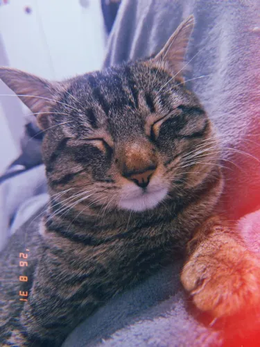 Adoção Responsável - Gatinho João