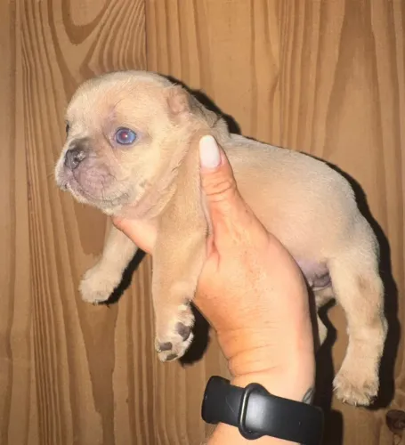 Bulldog frances