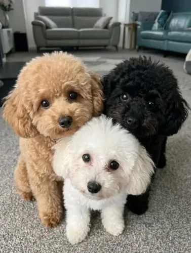 Filhotes de poodle