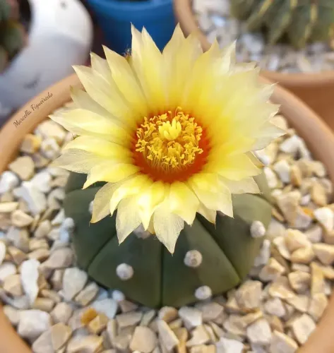 15 sementes mix de astrophytum