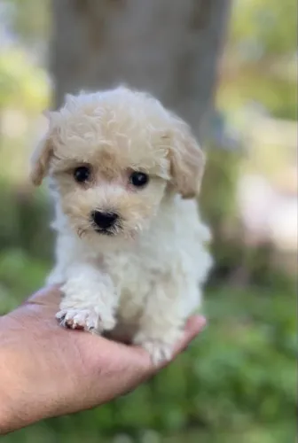 poodle filhote