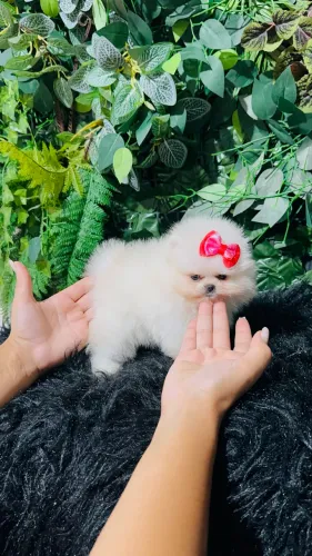 Spitz alemão /lulu da pomerania ?