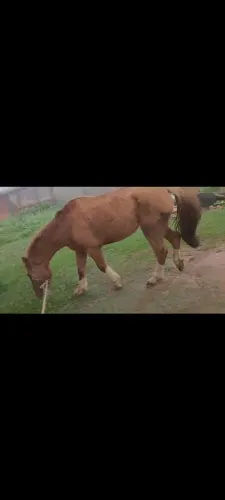 Vende se cavalo para laço