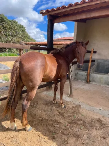 Cavalo meio sangue