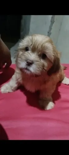 Vendo sheetos