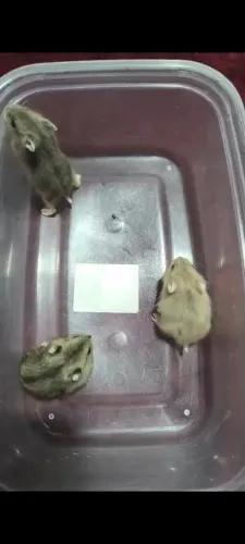 Hamster ANÃO RUSSO 