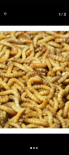 Tenébrio gigante e molito 