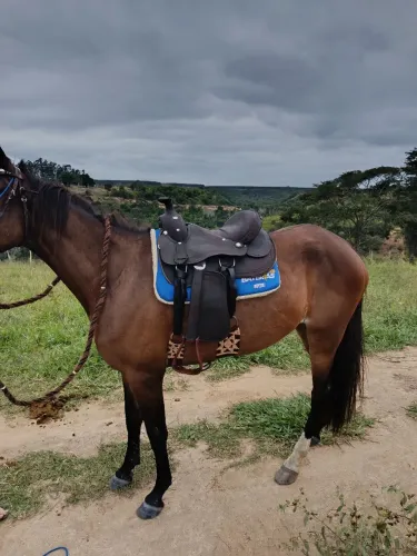 Vende se ou troca sela americana muito nova 