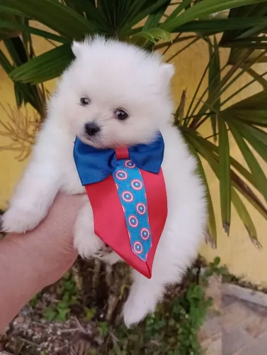 Spitz Alemão Anão, Macho c/pedigree contrato e em 10x no cartão.