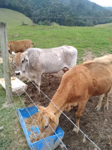 Vendo três vacas