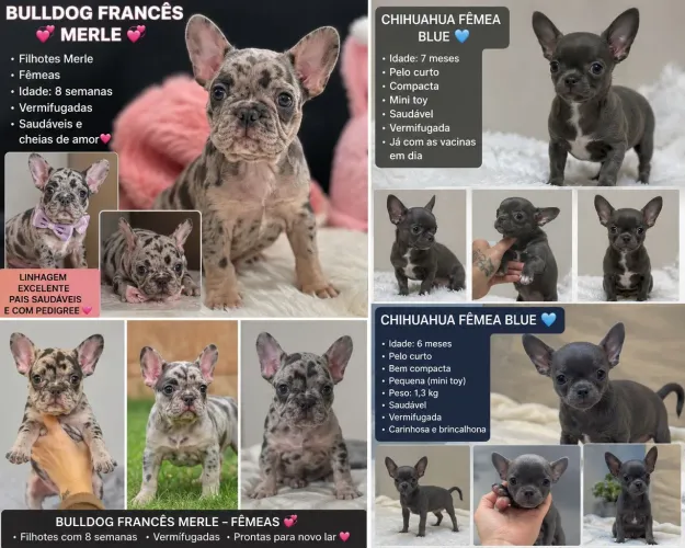 BULLDOG FRANCÊS MERLE