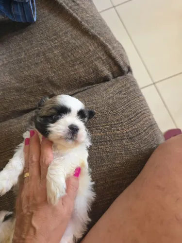 Shitzu para venda